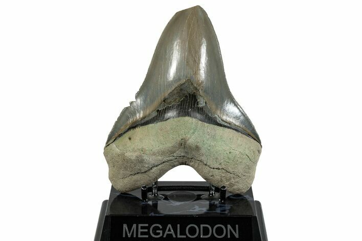 Serrated, Fossil Megalodon Tooth - Aurora, North Carolina #293091